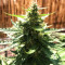 Gordomaster Kush (Positronics Seeds)