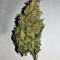 Graines de cannabis Goxuak Auto (Genehtik Seeds)