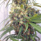Haze x Kali China (Ace Seeds)