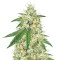 Graines de cannabis Headbanger (Karma Genetics)