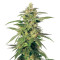 Hollands Hope Regular (White Label)