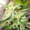 Graines de cannabis Kali China Breeders Pack (Ace Seeds)