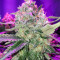 Kritikal Bilbo Auto feminized seeds
