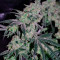 Laughing Buddha feminized seeds