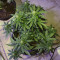 Northern Light x Big Bud Early Harvest feminized seeds