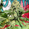 Northern Lights Seeds (Sensi Seeds)