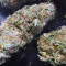 Critical Super Silver Haze Seeds