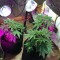 Purple Skunk Mass Seeds
