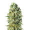 Santa Bilbo (Genehtik Seeds)