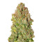 Sensi Skunk (Sensi Seeds)