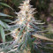 Shiva Shanti II regular (Sensi Seeds)