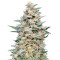 Somango Widow feminized seeds