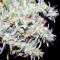 Sugarloaf (CannaBioGen)