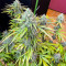 AK 47 Fast Version Feminized Seeds (Easy Grow Seeds)