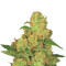 Auto Acid strain