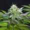 Blue Zushi Feminized Seeds (Original Sensible Seeds)