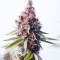 Purple Punch OG Feminized Seeds (Sweet Seeds)
