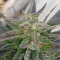 Vente de graines de cannabis Glookies (Barney's Farm)