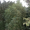 LSD Seeds - Cannabis Strain Seeds for Sale