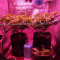 LSD Seeds - Cannabis Strain Seeds for Sale