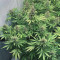 Semi femminizzati Super Skunk in vendita da Spliff Seeds