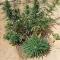 CBD Lemon Seeds from Herbies Seeds - Cannabis Strain Seeds for Sale