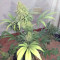 Sweet Zombie Seeds - Cannabis Strain Seeds for Sale