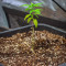 Purple Punch Cookies จาก Original Sensible Seeds