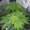 Pure Kush Seeds (Original Sensible Seeds) - Cannabis Strain Seeds for Sale