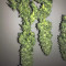 Green Crack Seeds (Blimburn Seeds) - Cannabis Strain Seeds for Sale