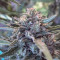 Vendita di semi femminizzati Medical Mass CBD