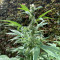 Northern Lights Seeds (Seedstockers) - Cannabis Strain Seeds for Sale