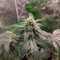 Runtz Muffin Seeds (Barney’s Farm)