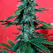 Venta de Wedding Cake (Original Sensible Seeds) | Semillas de marihuana feminizadas