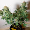 Vente de graines de cannabis Special Kush #1 (RQS)