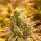 Critical Orange Punch Seeds - Cannabis Strain Seeds for Sale