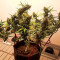 Mexican Airlines Auto (Fast Buds)