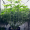 Mimosa EVO Seeds (Barney’s Farm) - Cannabis Strain Seeds for Sale