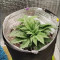 DDoS #33 Seeds (Herbies Seeds) - Cannabis Strain Seeds for Sale