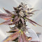 Sementes feminizadas de Sour Mac F1 (Seedkeepers)