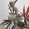 Sementes feminizadas de Sour Mac F1 (Seedkeepers)