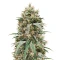 Blueberry Hill Seeds (Herbies Seeds)