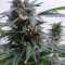 Buddha Magnum Auto feminized seeds