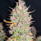 C4 Auto (Fast Buds)