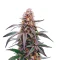 CBG Mamba Negra Seeds