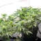 Cherry Pie Auto Feminized Seeds (Royal Queen Seeds)