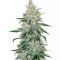 Double Black (G13 Labs)
