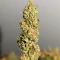 Durban Dew Seeds