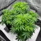 Sementes Feminizadas de Durban Thai x C99 (Brothers Grimm Seeds)