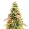 Graines féminisées de GG#4 Original Glue Auto (Fast Buds)